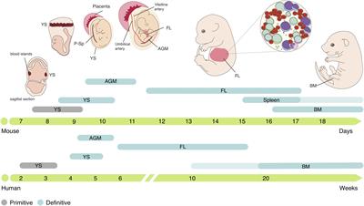 Crosstalk Between the Hepatic and Hematopoietic Systems During Embryonic Development